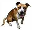 Thumbnail photo of Zuko #3