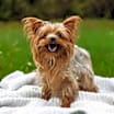Thumbnail photo of Roxie the Yorkie Cross #3