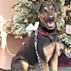 Thumbnail photo of Buster #2