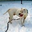 Thumbnail photo of Mojo #2
