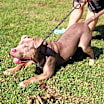 Thumbnail photo of Wallace #3