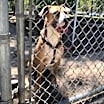 Thumbnail photo of Hector #2