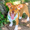 Thumbnail photo of Socks #2