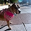 Thumbnail photo of Taffy #2