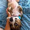 Thumbnail photo of Taffy #3