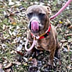 Thumbnail photo of Toby #3
