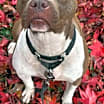 Thumbnail photo of Peach #2