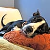 Thumbnail photo of Darla #2