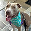 Thumbnail photo of Theo III (in foster) #3