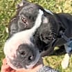 Thumbnail photo of Cal #2