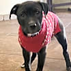 Thumbnail photo of Kuro #2