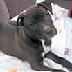 Thumbnail photo of Kuro #3