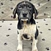 Thumbnail photo of Darcy #2