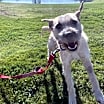 Thumbnail photo of Alfred #3