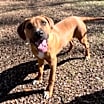 Thumbnail photo of Chico #2