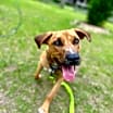 Thumbnail photo of Chico #3
