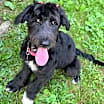 Thumbnail photo of Savannah #2