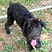 Thumbnail photo of Savannah #3