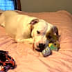 Thumbnail photo of Sweet Pea #3