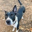 Thumbnail photo of Hershey #2