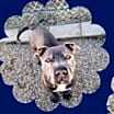 Thumbnail photo of Grayson #2