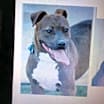 Thumbnail photo of Ryder #2