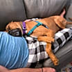 Thumbnail photo of MARTY-ADOPTED #2