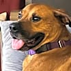 Thumbnail photo of MARTY-ADOPTED #3