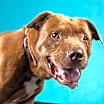 Thumbnail photo of Aslan #2