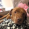 Thumbnail photo of Aslan #3