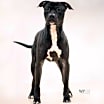 Thumbnail photo of Bently #2