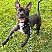 Thumbnail photo of Bently #3
