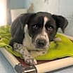 Thumbnail photo of Charlie #2
