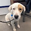 Thumbnail photo of Charlie #2