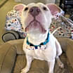 Thumbnail photo of Casper #2