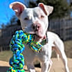 Thumbnail photo of Casper #3