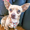 Thumbnail photo of Buster #4