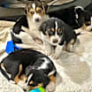 Thumbnail photo of Yates #3