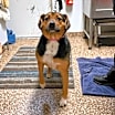 Thumbnail photo of Chunky Muffin #2