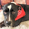 Thumbnail photo of Koda JuM #3