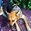 Thumbnail photo of Callie #2