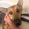 Thumbnail photo of Callie #4