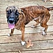 Thumbnail photo of Silverio #2
