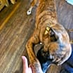 Thumbnail photo of Silverio #3