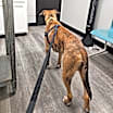 Thumbnail photo of Silverio #4