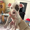Thumbnail photo of Chip #2