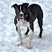 Thumbnail photo of Bunky #1