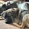 Thumbnail photo of Konik #2