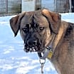 Thumbnail photo of Konik #3