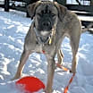 Thumbnail photo of Konik #4